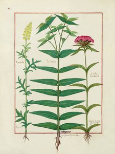 Reseda, Euphorbia et Dianthus, illustration du Livre des simples médecines par Mattheaus Platearius